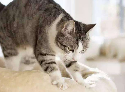 猫咪为什么有踩奶的行为 猫咪有踩奶行为的原因