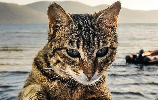 谷物猫粮对猫咪的危害 谷物猫粮对猫咪有什么影响
