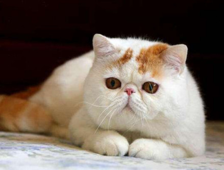 加菲猫为什么不能养 不能养加菲猫的原因