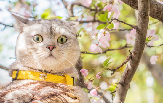 猫喝牛奶还是羊奶 猫喝牛奶还是羊奶好