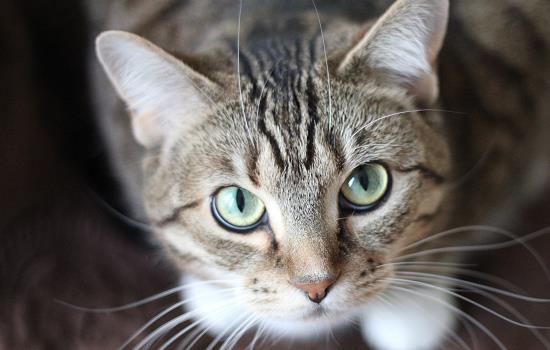 猫鼻炎如何治疗 猫鼻炎怎么治