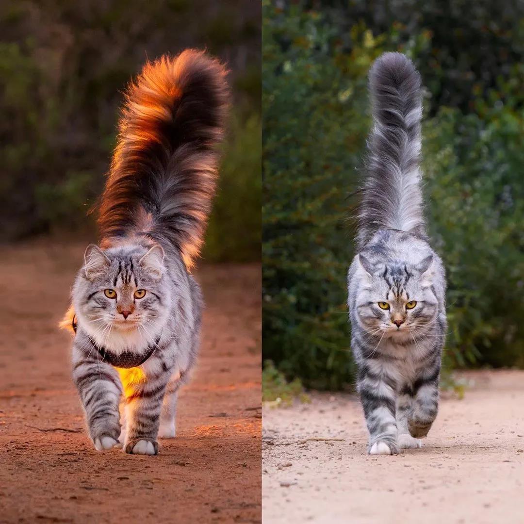 西伯利亚森林猫图片 简直是行走的鸡毛掸子