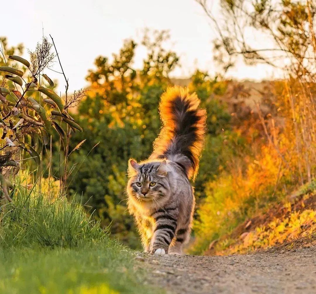 西伯利亚森林猫图片 简直是行走的鸡毛掸子