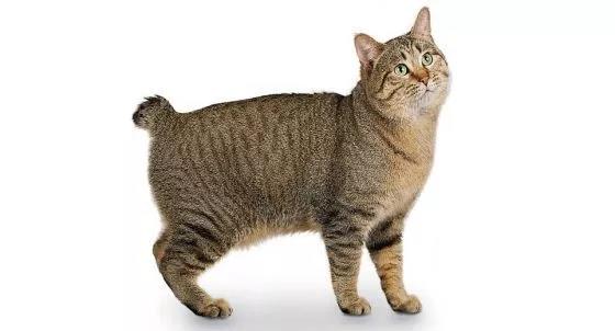 英国猫品种 英国猫的品种大全图片名字