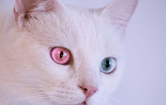 猫咪是色盲吗 猫是红色盲哦