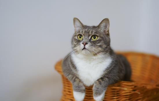 猫第三眼睑外露怎么办