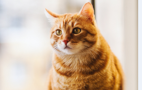猫肠胃炎和猫瘟的区别