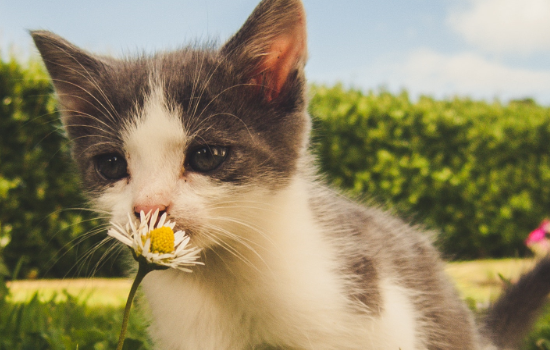 猫能用人的哪种眼药水 猫能用人的眼药水吗