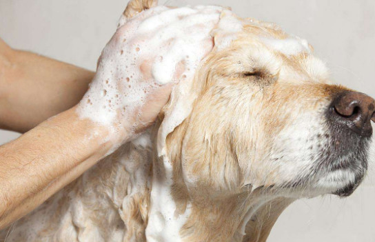给狗洗澡要注意什么 狗狗洗澡注意事项