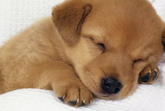 狗狗睡觉呼吸急促怎么回事 狗狗睡觉呼吸急促
