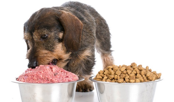 狗吃狗粮有营养吗