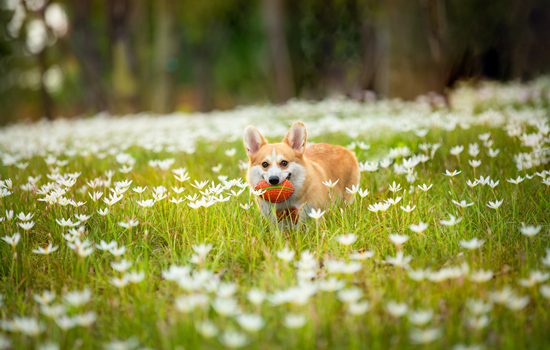 柯基犬爬楼梯危害