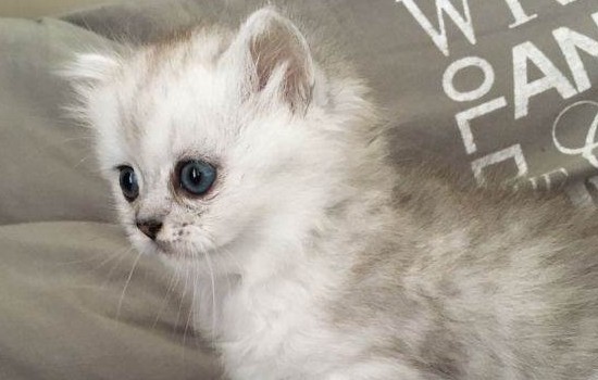 灰白色猫咪是什么品种