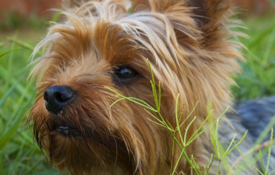 狗狗可以用红霉素软膏吗 狗狗能用红霉素软膏吗?