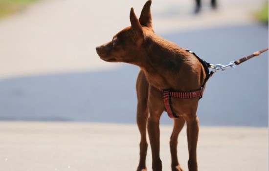 一窝小马犬挑小的还是大的