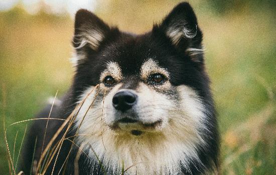 *佳护院犬有哪些