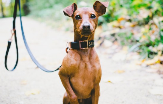 鹿犬算什么犬种