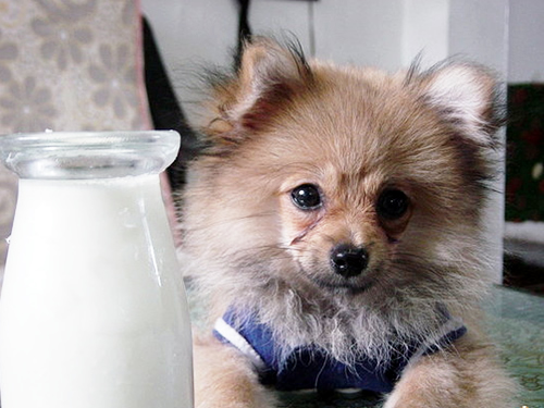 小狗能喝纯牛奶吗