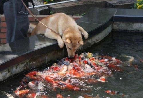 狗狗能吃鱼吗