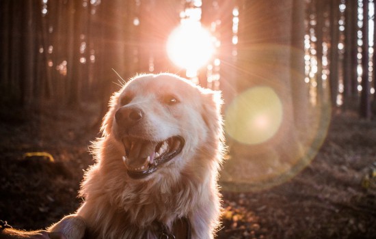 便宜的小型犬100以下