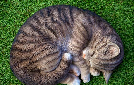 猫缺钙会出现什么症状 猫缺钙的症状