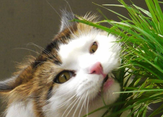 猫咪几个月可以吃猫草 猫咪6个月可以吃猫草
