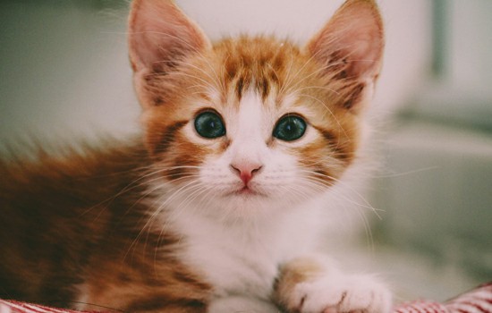 小猫什么时候打疫苗 小猫什么时候打疫苗好