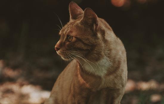 猫怕热吗夏天 猫怕热吗