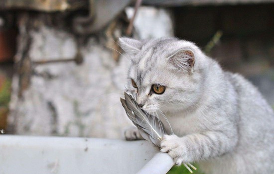 猫为什么吃老鼠 猫为什么吃老鼠原因