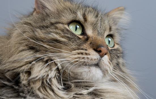 猫咪胰腺炎会不会误诊 猫咪胰腺炎有可能误诊吗