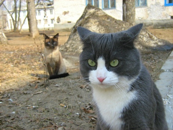 猫吃草是怎么回事