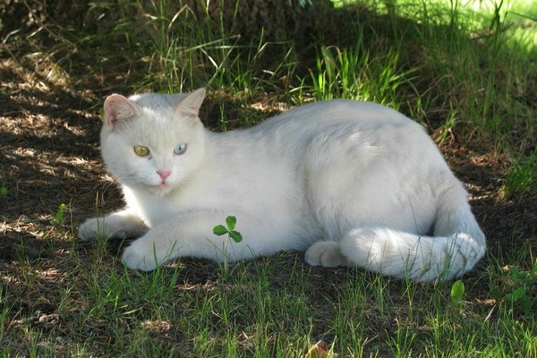 猫体重年龄对照表