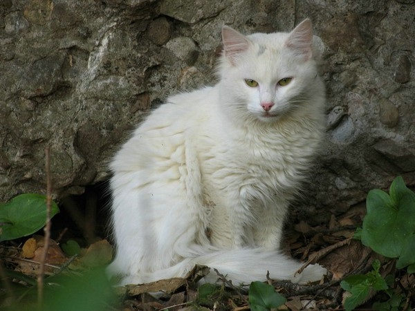 老鼠怕猫的原因是什么