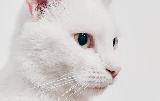 如何判断猫鼻子有异物