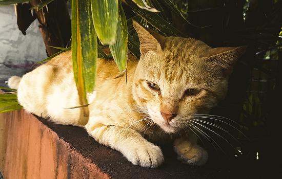 猫咪一只眼睛流泪有分泌物睁不开