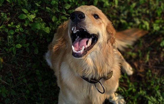 狗狗得了犬瘟治疗方法