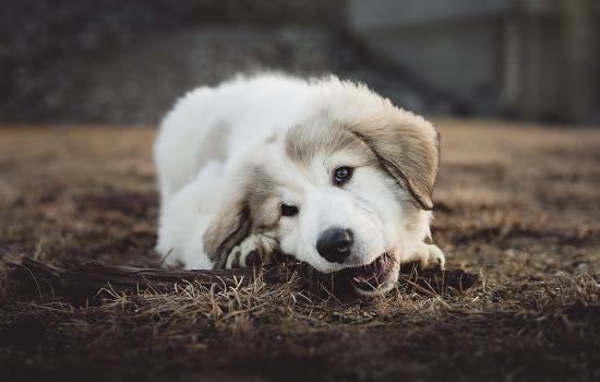 犬瘟狗狗抽搐能自愈吗