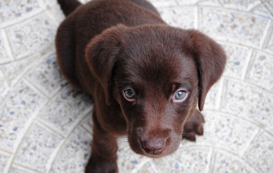 小型纯黑犬都有什么品种