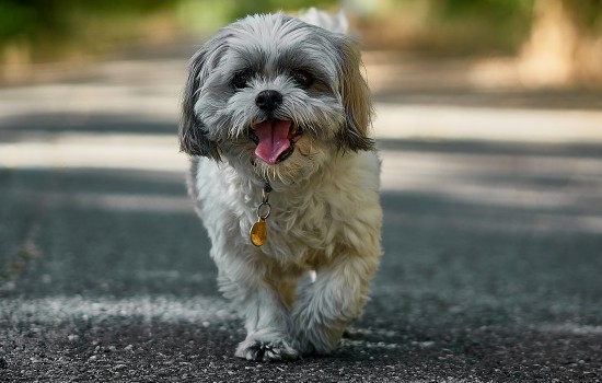 狗狗犬瘟抽搐整夜嚎叫