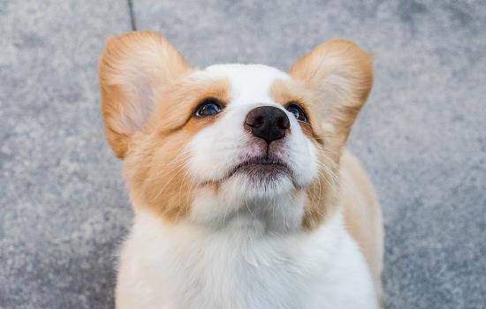 狗鼻子干裂结痂是什么原因