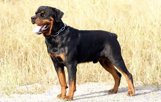 拉萨犬是大型犬吗
