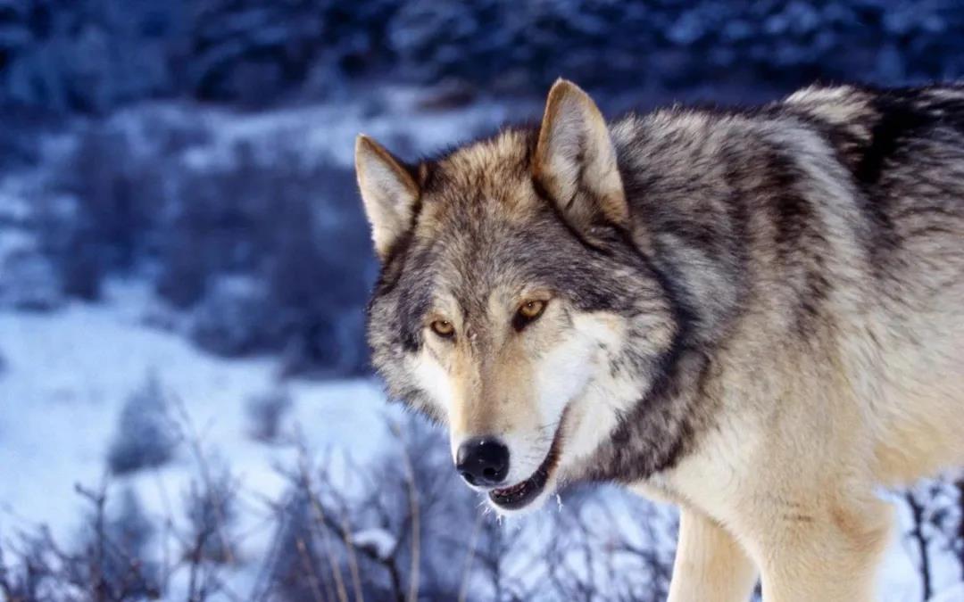 狼中最大的是育空狼和马更歇狼这两个亚种