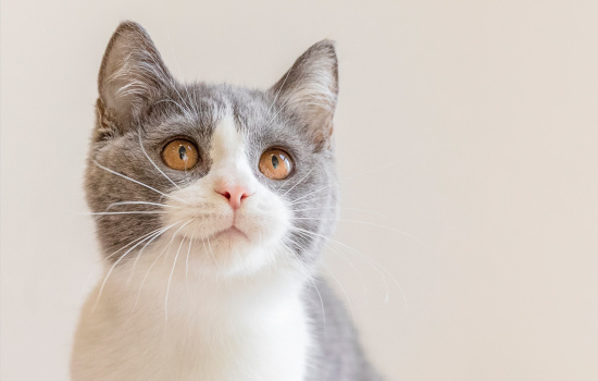 猫肾衰四期一般能活多久