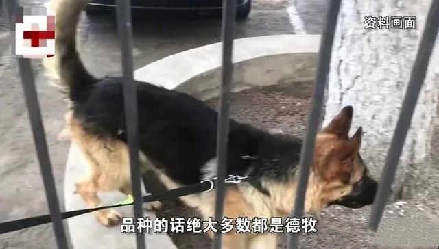 沈阳拍卖被淘汰的警犬，*高拍出33万！