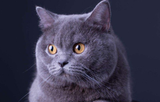 灰色猫是什么品种的猫