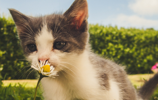 猫掉毛严重一摸一把