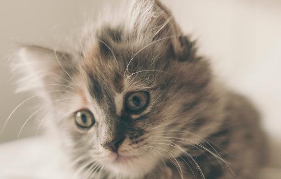 猫咪呼噜呼噜是什么意思