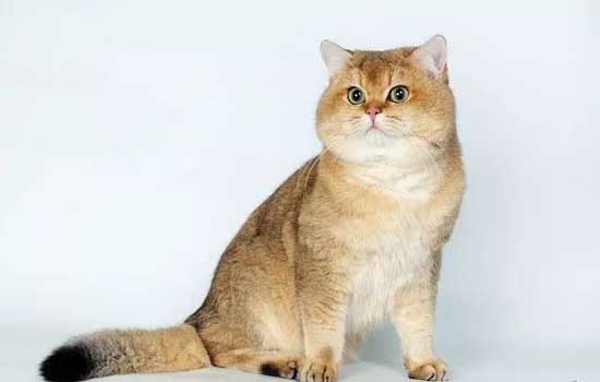 加菲猫是什么品种的猫