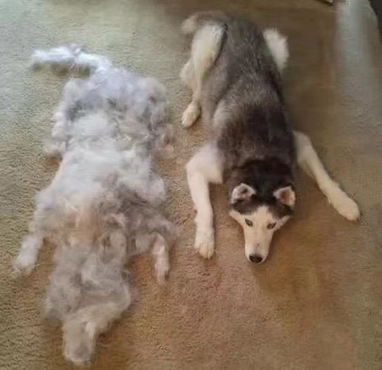 说了多少次！夏天不要给狗剃毛！
