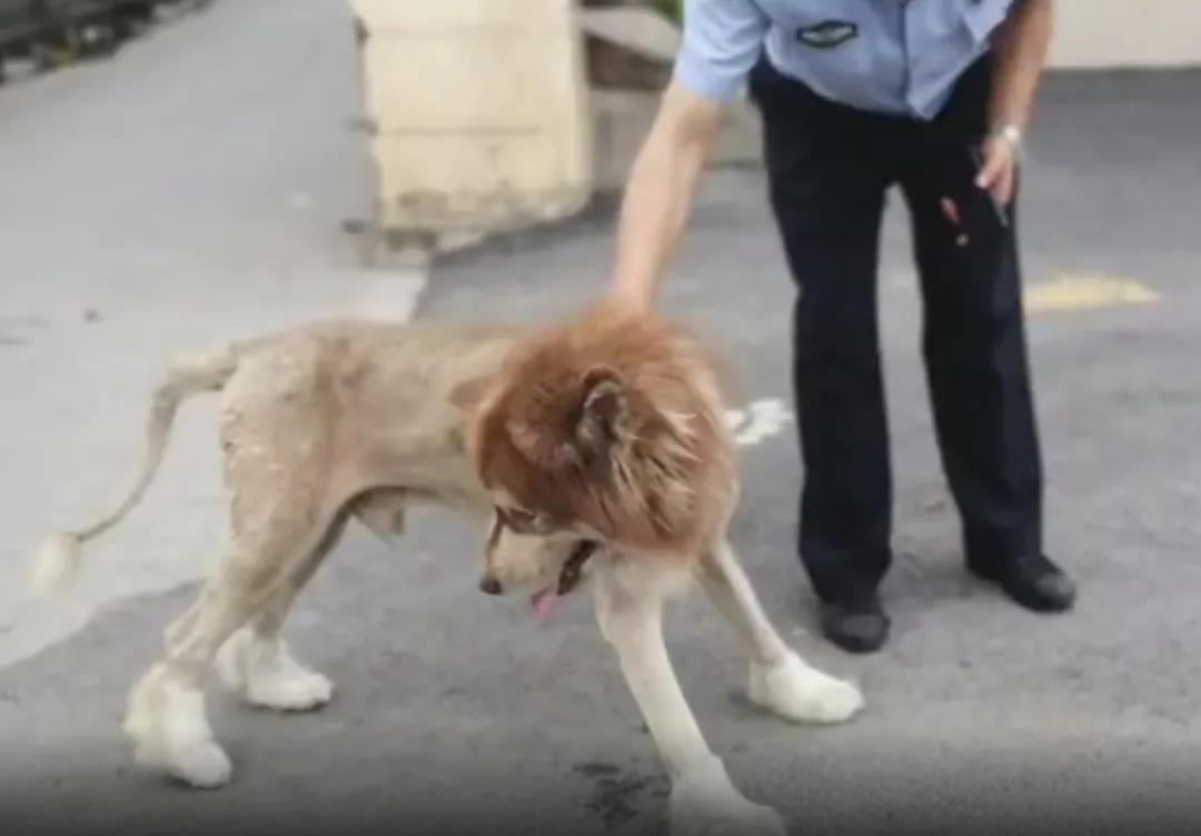 市民将剃过毛的狗误认为狮子报警，网友调侃：狗子好委屈